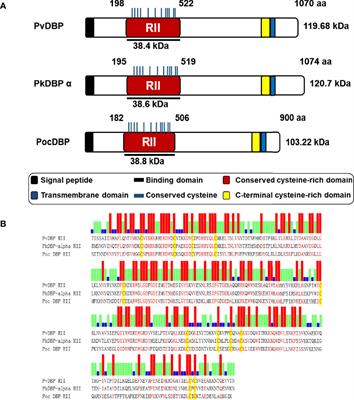 Identification of Reticulocyte Binding Domain of Plasmodium ovale curtisi Duffy Binding Protein (PocDBP) Involved in Reticulocyte Invasion